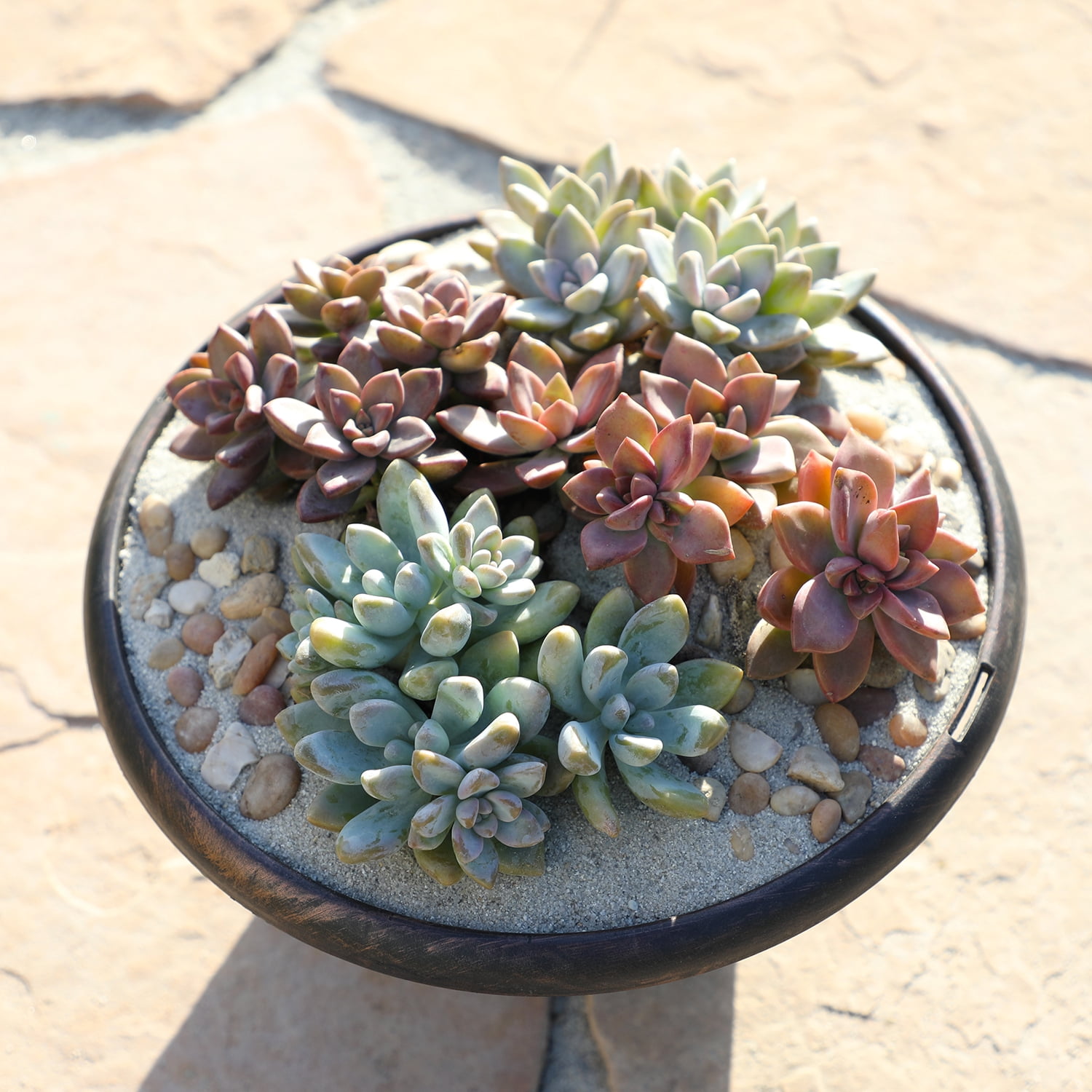 Element by Altman Plants 4 pack of 1 Quart Asst Hybrid Succulents