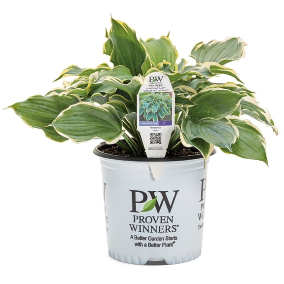 Proven Winners 6" Shadowland 'Voices in the Wind' Hosta Live Plant in 6.5" Pot