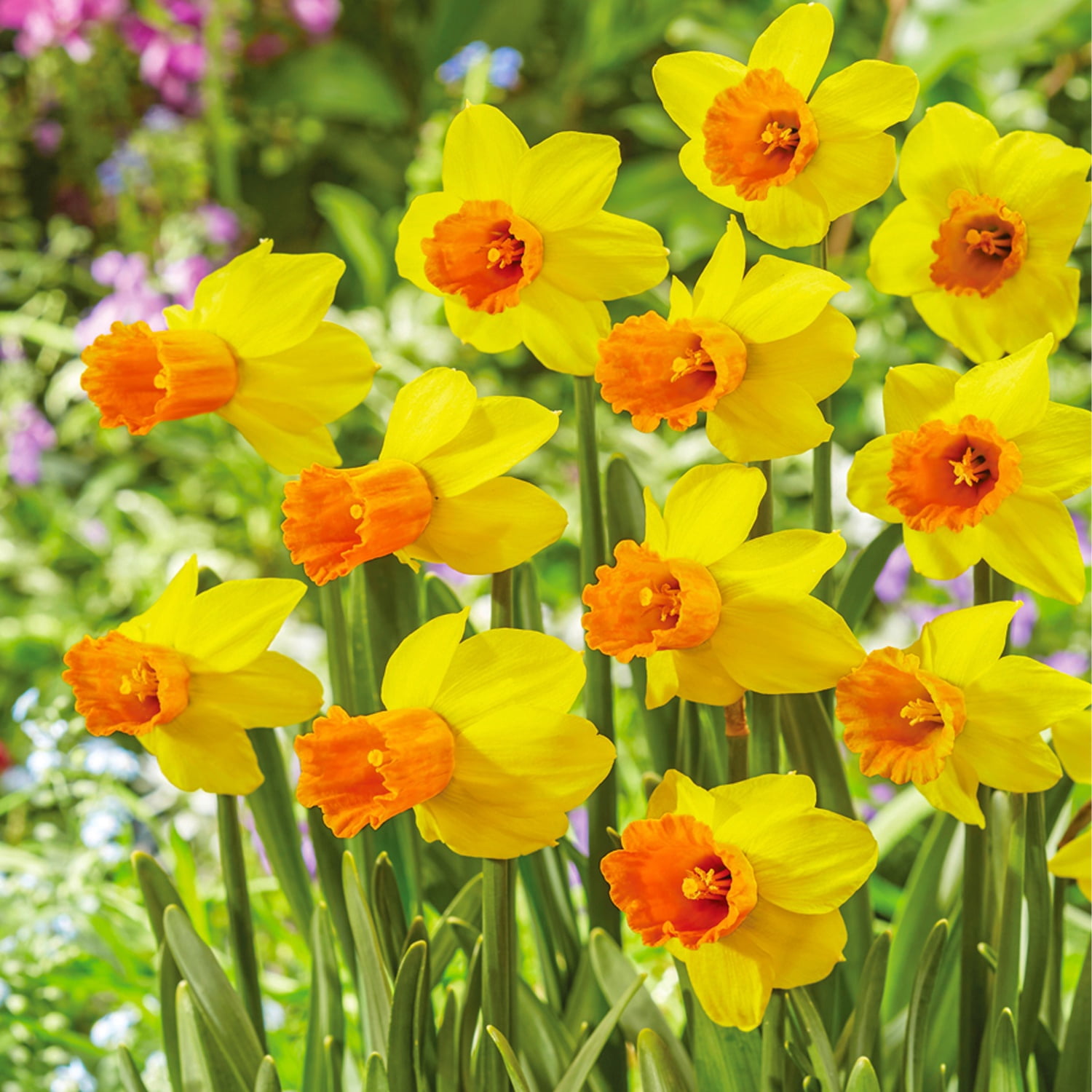 Van Zyverden Award Winning Perennial Deer Resistant Daffodil Blend Set of 5 Bulbs Multicolor Partial Sun Perennial Fragrant 1 lb