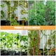 thumbnail image 5 of GOOHOCHY 1 juego de varillas de soporte de acrílico para plantas, enrejado de acrílico, soporte de gancho para tallo de planta de acrílico con estaca, enrejado de acrílico para plantas, estacas, 5 of 8