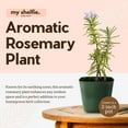 thumbnail image 5 of My Shelfie - Rosemary Plant Starter, Aromatic Rosemary Plants Live in 2-Inch Pot, Live Plants 2-3 Inch Tall, Blue-Purple Rosemary Herb Plants, Bee-Friendly, Green, 2-Pack, 5 of 9