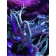 thumbnail image 3 of Tratamiento de agua Seachem PhosGuard 1 L, 3 of 3