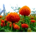thumbnail image 5 of TomorrowSeeds - Hawaii Orange African Marigold Seeds - 3000+ Count - For 2025 Planting Big Beauty, 5 of 10