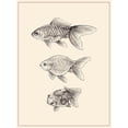 thumbnail image 2 of Wang, Melissa 15x18 White Modern Wood Framed Museum Art Print Titled - Goldfish IV, 2 of 4
