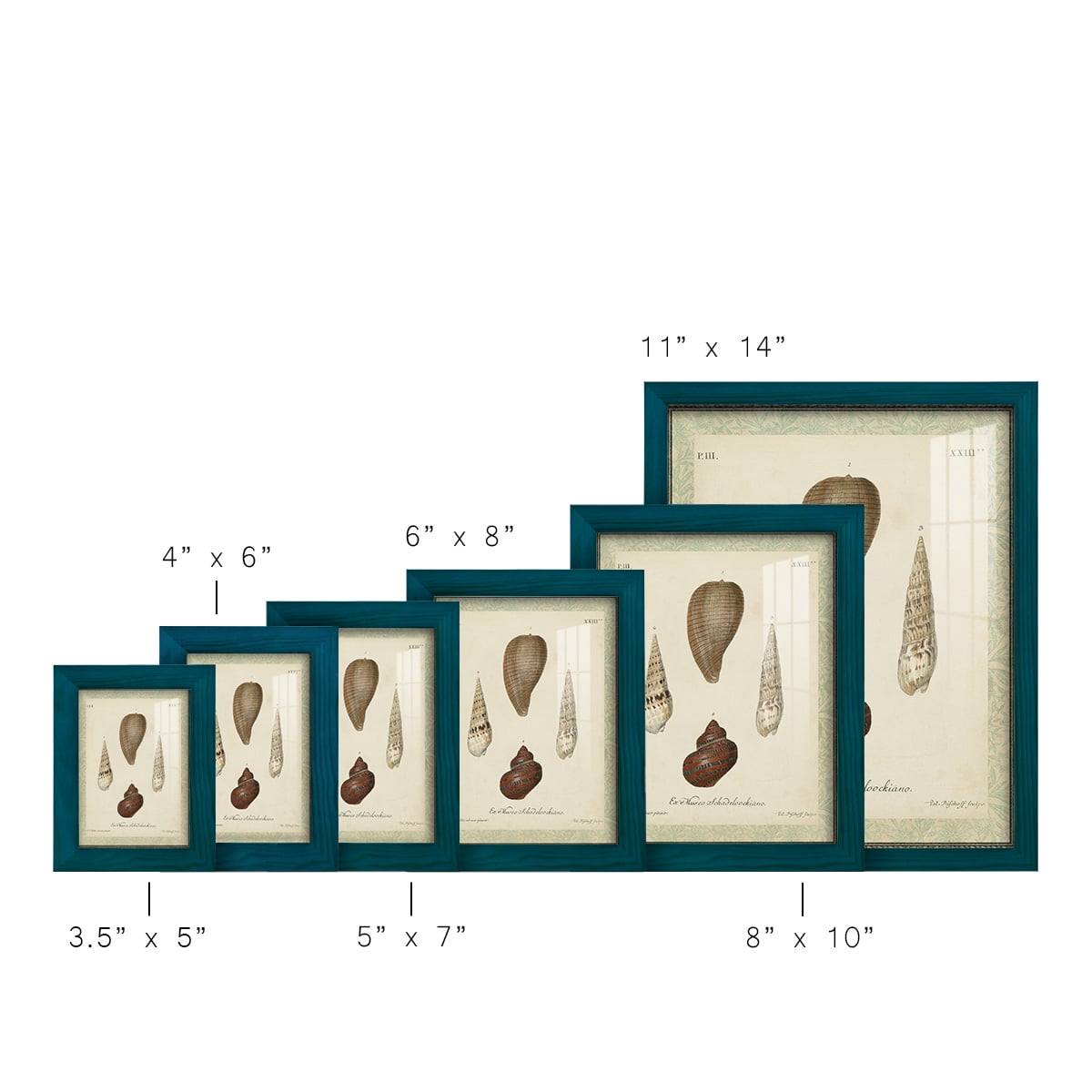 Bookplate Shells V - Framed Print w/glass - Ocean Blue