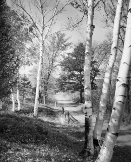 Birch Trees Along A