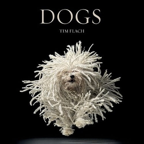Pre-Owned Dogs (Hardcover) 9780810996533