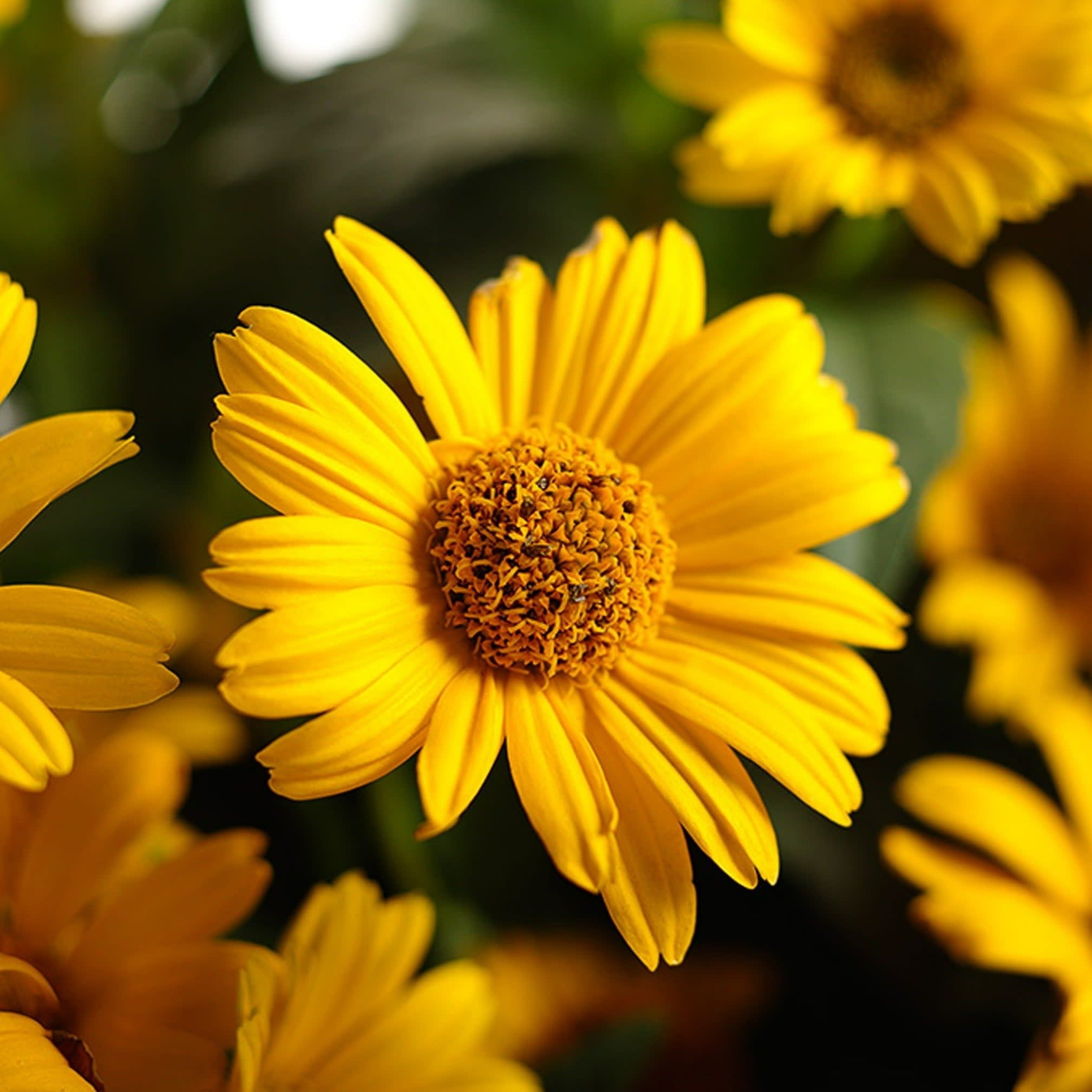 Proven Winners 6" Yellow 'Tuscan Sun' False Sunflower Live Plant in 6.5" Pot
