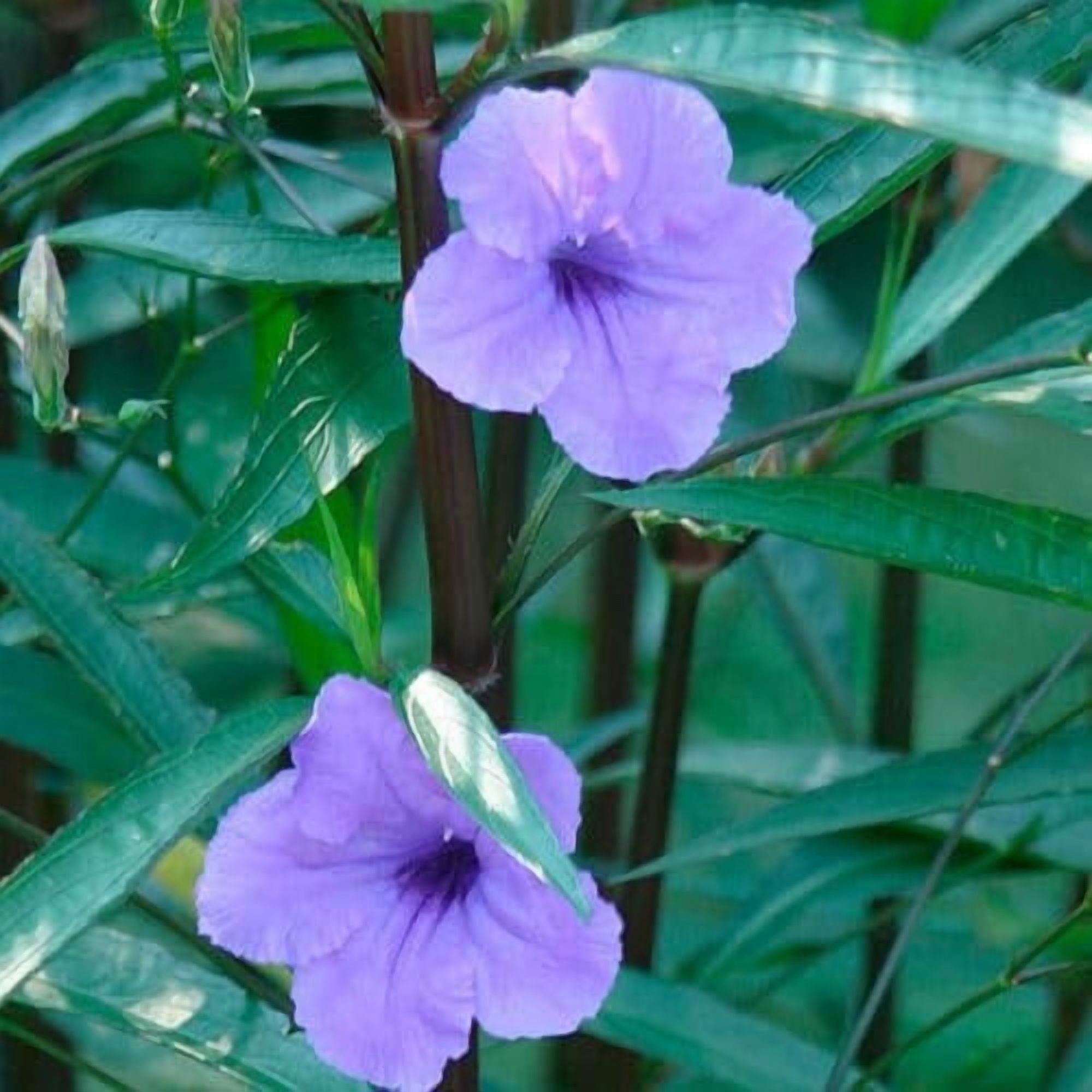 Mexican Petunia Purple I 1 Large Gallon Size Plant I Ruellia Brittoniana  Live Vibrant Purple Flowers, Drought and Heat Tolerant, Ideal for Garden Borders and Container Planting