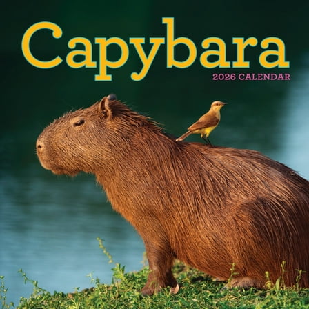 Capybara Wall Calendar 2026: A Happy, Capy Year, (Paperback)