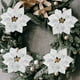 thumbnail image 4 of GOOHOCHY 28 piezas de flores navideñas artificiales, flores de Nochebuena simuladas para manualidades de coronas navideñas, 4 of 7