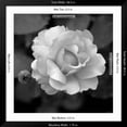thumbnail image 5 of Art.com Sweet Rose II Photo by Nicole Katano, Black Frame Wall Art, 38" x 38", 5 of 5