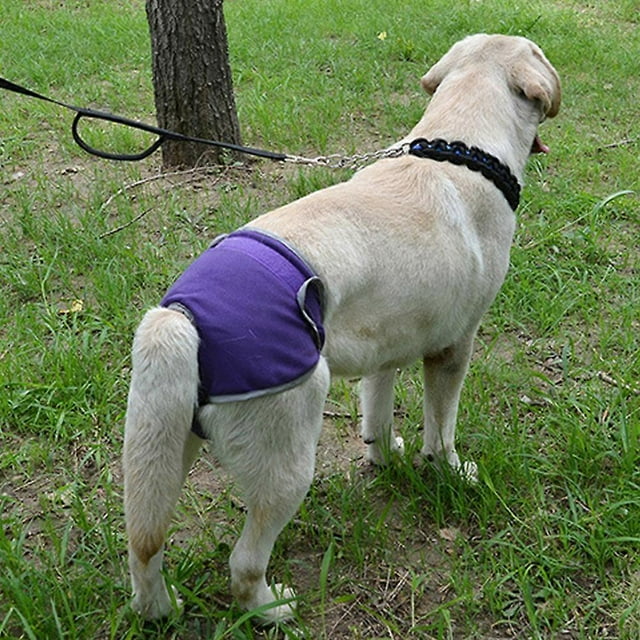 Pets Supplies Comfortable Magic Tape Brief Dogs Teddy Golden Retriever Walking Anti-harassment Pants