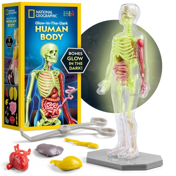 Modelo anatómico de cuerpo humano de National Geographic con brillo, 32 unidades