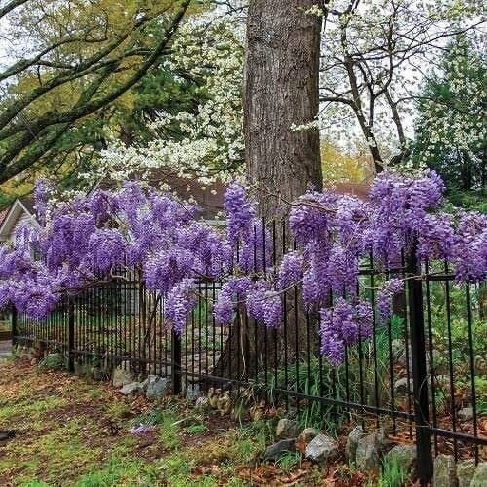 Amethyst Falls Wisteria Frutescens Vine  3 Live Plants  Beautiful Drought Tolerant Fragrant Purple Flowering Vine