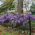 thumbnail image 5 of Amethyst Falls Wisteria Frutescens Vine  40 Live Plants  Beautiful Drought Tolerant Fragrant Purple Flowering Vine, 5 of 9