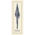 thumbnail image 2 of Gorham, Gregory 9x18 Black Ornate Wood Framed with Double Matting Museum Art Print Titled - Pleurotoma Shell II, 2 of 4