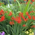 thumbnail image 4 of English Cottage Garden Collection-100 Bulbs Featuring 4 Varieties of Blue, Yellow, Red, White Flowers - Attracts Butterflies, Bees & Hummingbirds, 4 of 7
