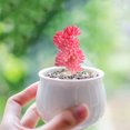 thumbnail image 3 of Coofit Artificial Succulent Creative Fake Succulent Artificial Plant for Home Decor, 3 of 10