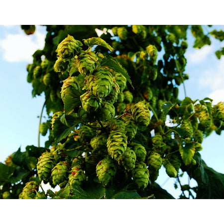 LAMINATED POSTER Upstate Ny Ipa Hops Craftbeer Locally Grown Poster Print 24 x (Best Wineries Upstate Ny)