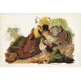 thumbnail image 2 of Audubon, John James 14x11 Gold Ornate Wood Framed with Double Matting Museum Art Print Titled - Pl 41 Ruffed Grouse, 2 of 4