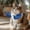 A Blue, variant on Halloween Cat Muscle Arms 3D Printed Arms Pet Accessory Lightweight Neck Hanging Costume Outfit, Hilarious Photo Props for Cats A Green