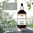 thumbnail image 4 of Wintergreen (Gaultheria Procumbens) Dry Leaf ALCOHOL-FREE Liquid Extract. Expertly Extracted by Trusted HawaiiPharm Brand. Absolutely Natural. Proudly made in USA. Glycerite 4 Fl.Oz, 4 of 9
