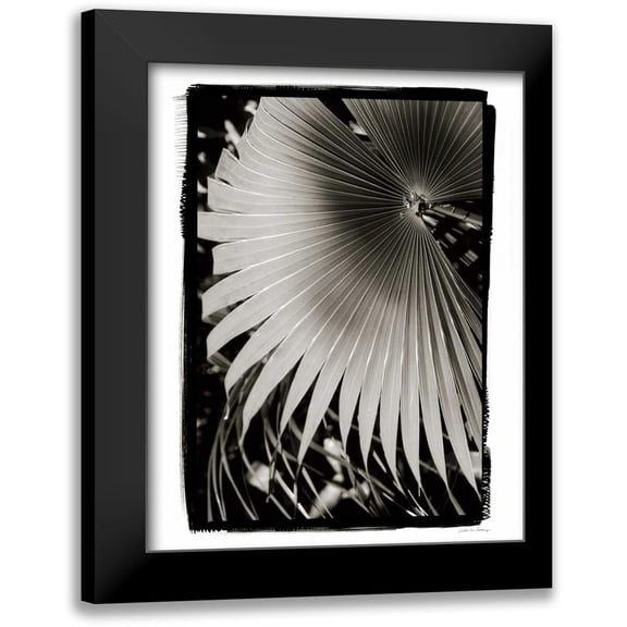 Debra, Van Swearingen 12x14 Black Modern Framed Museum Art Print Titled - Palm Frond II v2