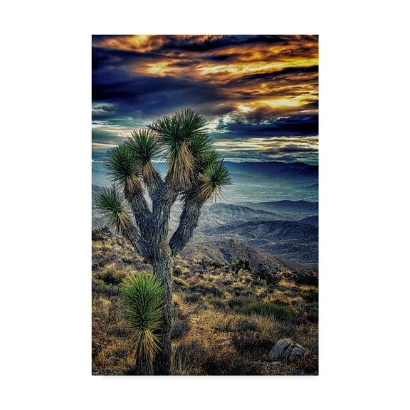 Trademark Fine Art 'Joshua Tree Sunset I' Canvas Art by Janice Sullivan