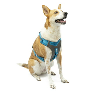 Kurgo Tru-Fit Smart Harness, Dog Harness, Pet Walking Harness, Quick  Release Buckles, Front D-Ring for No Pull Training, Includes Dog Seat Belt  Tether (Blue, Medium) 