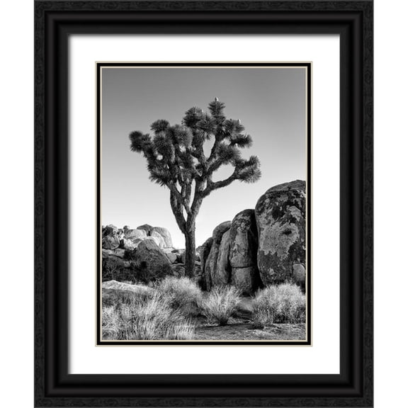 Collins, Ann 19x24 Black Ornate Wood Framed with Double Matting Museum Art Print Titled - California-Joshua Tree National Park-Joshua tree lit by early morning sun