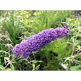 thumbnail image 2 of Nanho Blue Butterfly Bush - Buddleia - Very Hardy - Gallon Pot, 2 of 3