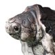 thumbnail image 4 of Estatua de tortuga pequeña, escultura de Animal, Mini adorno para mascotas de té, arte artesanal, decoración de té chino para oficina y sala de estar, 4 of 9