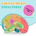 thumbnail image 2 of Brain Model Skillssist: corte transversal del cerebro humano para niños, 2 of 7