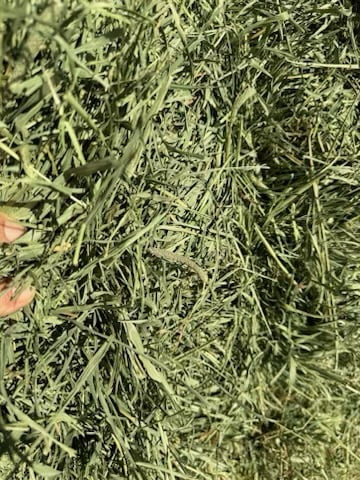 Timothy Gold Hay 2 Pack