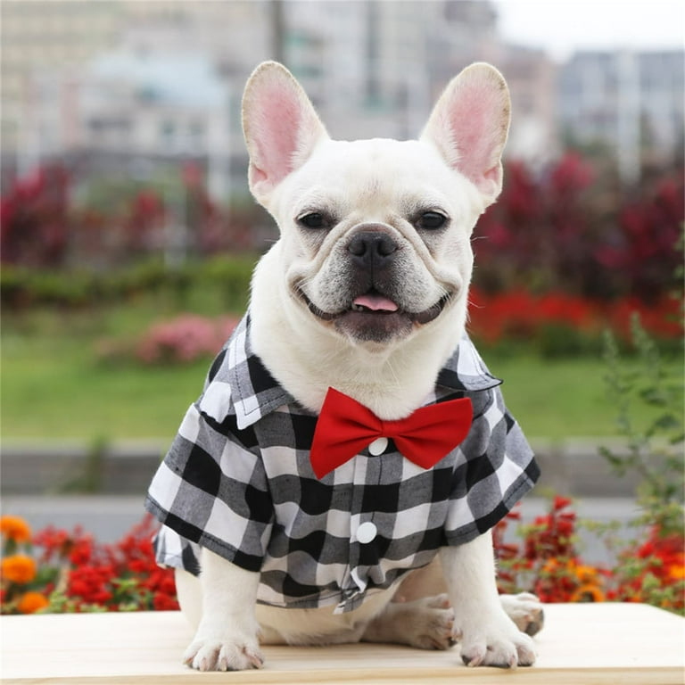 Designer Dog Clothes and Pet Accessories