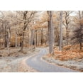 thumbnail image 2 of Frank, Assaf 24x19 Black Ornate Wood Framed with Double Matting Museum Art Print Titled - Forest path-Lake District, 2 of 4