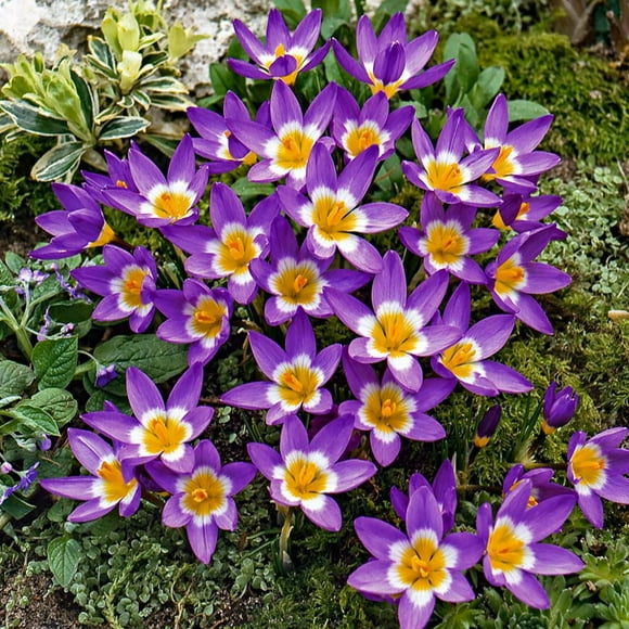TASC Flower Bulbs- Crocus Botanique Sieberi Tricolor (25 Bulbes)