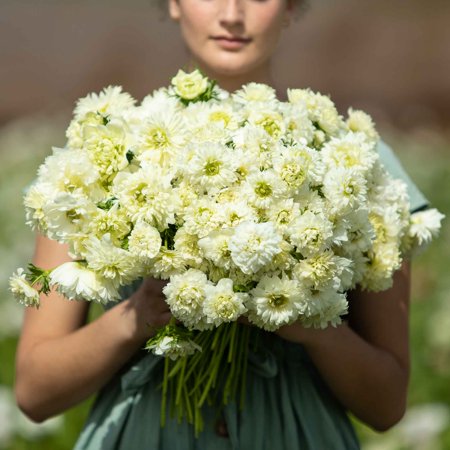 Eden Brothers Anemone Bulbs - Fullstar White