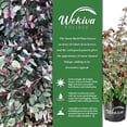 thumbnail image 2 of Snow On The Mountain - Live Plant in a 3 Gallon Grower's Pot - Breynia Disticha - Snow Bush - Beautiful Variegated Multicolor Ornamental Foliage, 2 of 6
