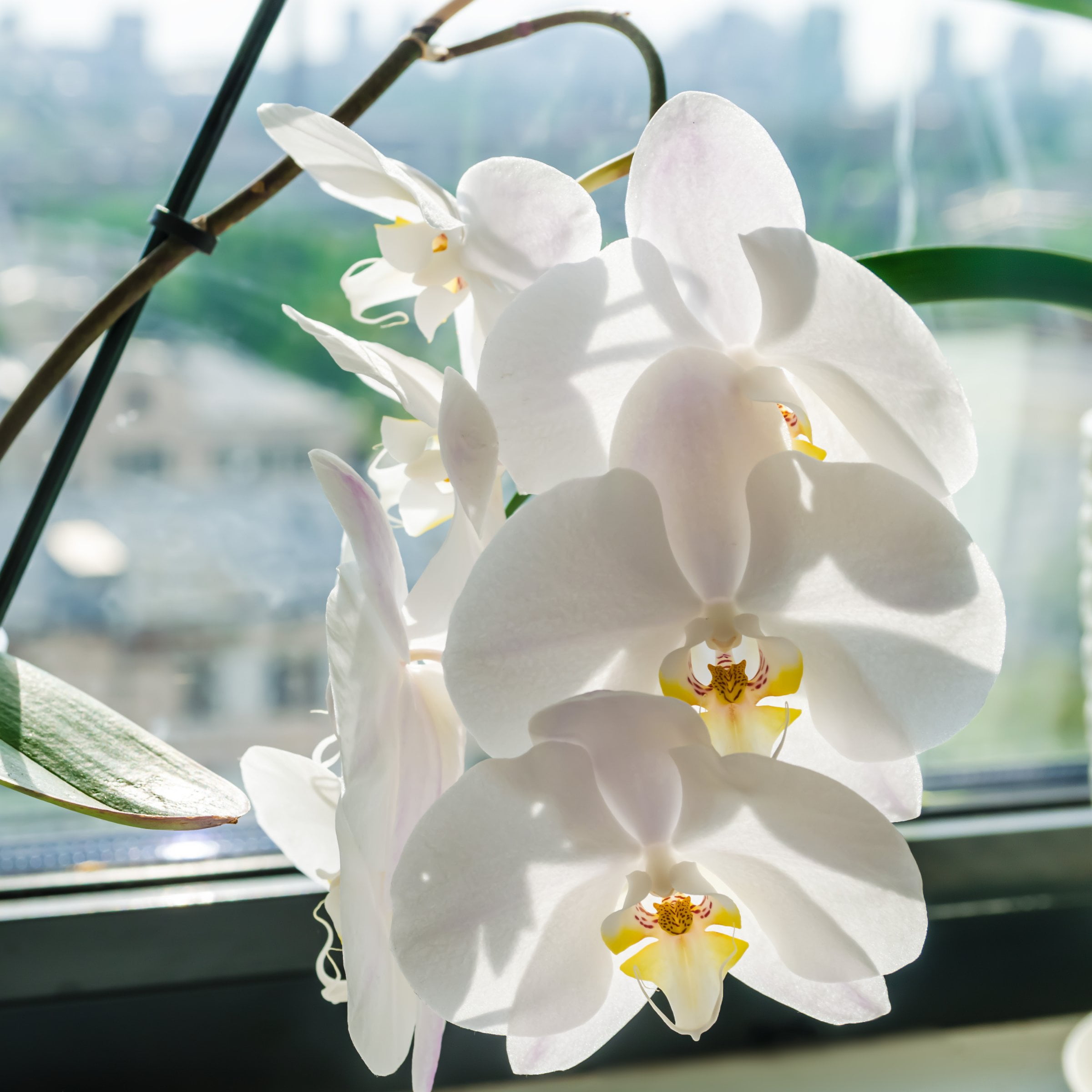 5 in. Superior Multi-Stem Luminous White Phalaenopsis Orchid in Luxe Designer Ceramic Planter