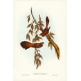 thumbnail image 2 of Gould, John 11x14 Gold Ornate Wood Framed with Double Matting Museum Art Print Titled - Rufous-fronted Fantail-Rhipidura rufifrons, 2 of 4