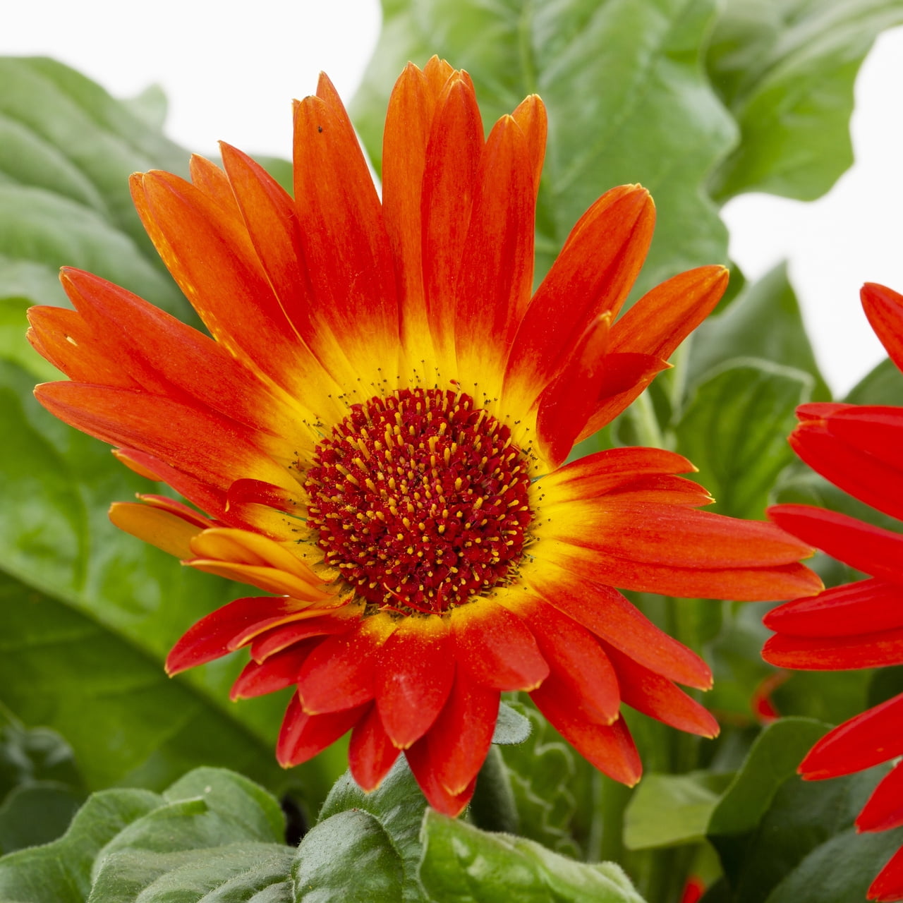 Expert Gardener 1.5gal Orange Yellow Gerbera Daisy Live Annual Plant Hanging Basket Sun