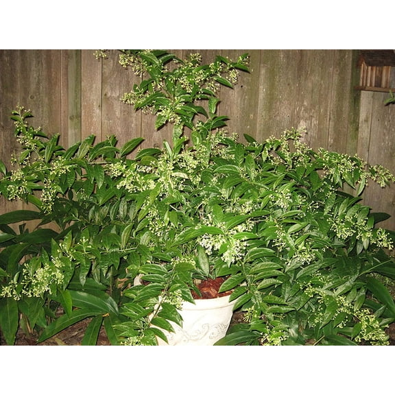 Daylily Blooming Jasmine 2 Pots Fragrant Shrub