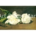 thumbnail image 1 of Branch Of White Peonies - CANVAS OR FINE PRINT WALL ART, 1 of 1