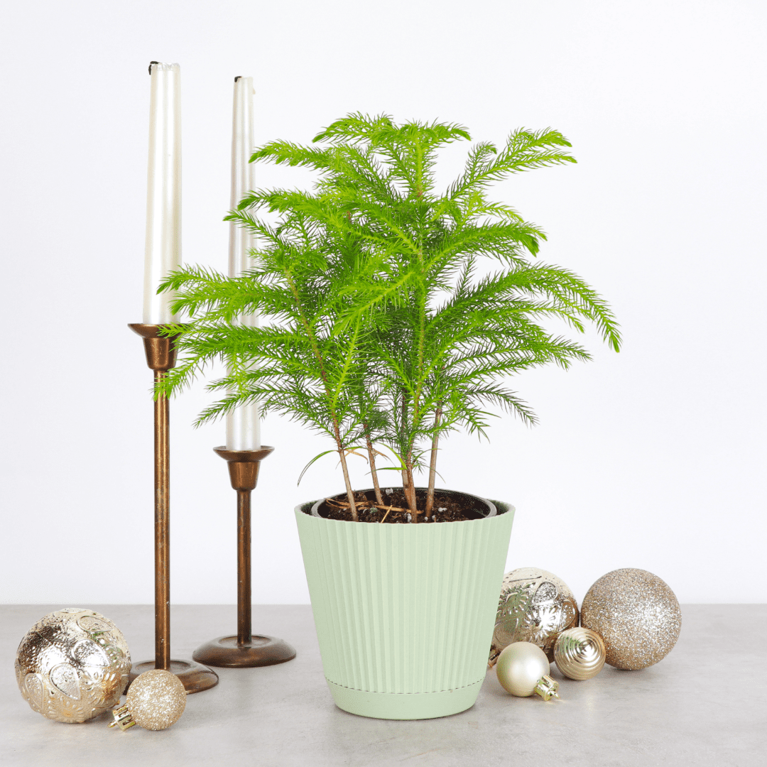 Live Norfolk Pine Plant - Air Purifying - 4" Decorative Pot Cover - Thorsen's Greenhouse
