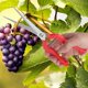 thumbnail image 3 of Stainless Steel Garden Pruning Scissors Plant Cutter Flower Fruit Branch Shears Tool, 3 of 4