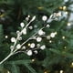 thumbnail image 1 of Decoracin De Pentagrama Con Ramas De Cristal, Cristales De Vidrio Transparente, Rama Artificial De 30 Cm, Adorno Festivo Para Rbol De Navidad, Para Decoracin Navidea De Interior, Para, UKHBMC, 1 of 8