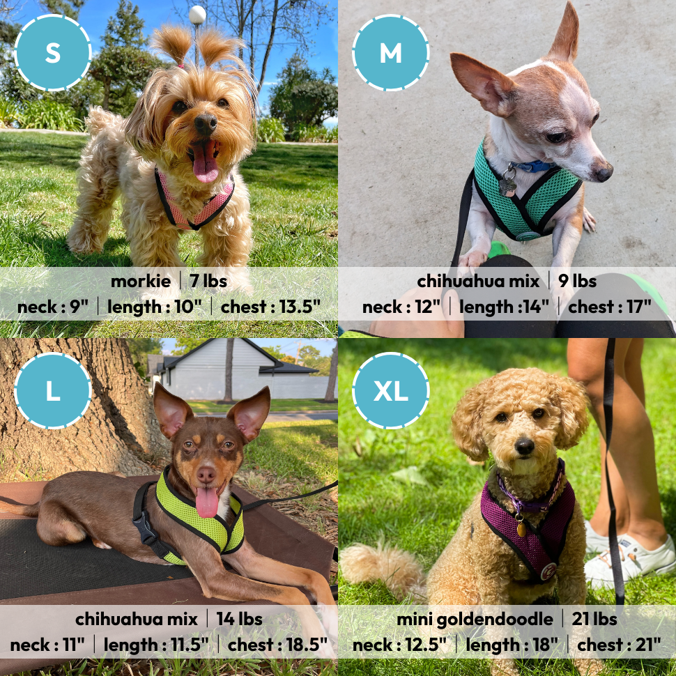 Gooby Comfort X Head-In Harness - Blue, Large - Breathable, Lightweight, Wrinkle Free Mesh Harness with Patented Choke-Free X Frame for Small Dog and Medium Dog Indoor and Outdoor use