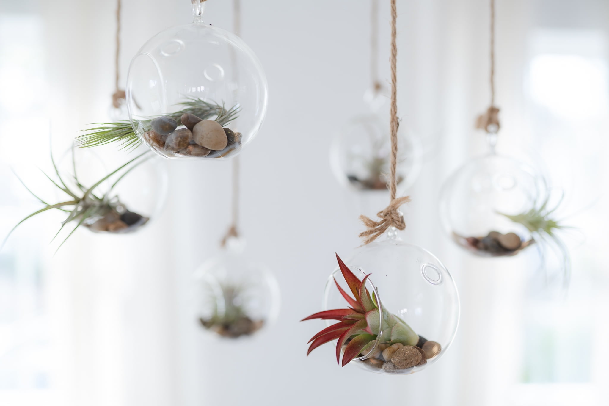 Air Plant Shop Black Beach Flat Bottom Terrarium Sets - Wholesale and Bulk - Succulents - Live Tillandsia - Easy Care Indoor and Outdoor House Plants (Pack of 1)